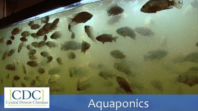 Aquaponics Tour
