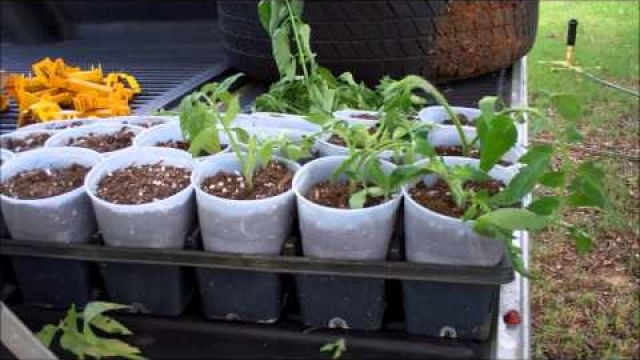 How To Clone Tomatoes For FREE Fall Tomato Plants