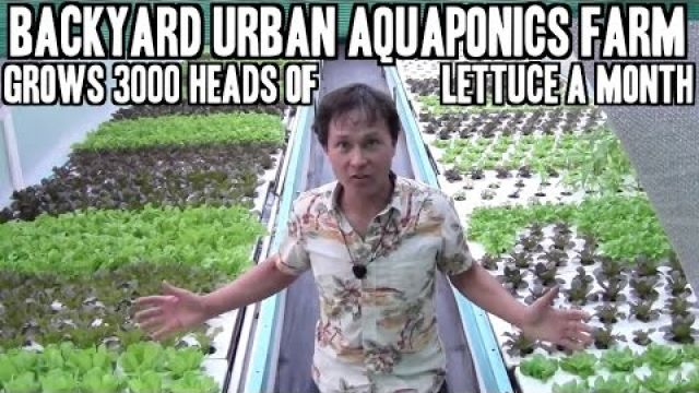 Backyard Urban Aquaponics Farm Grow 3000 Heads of Lettuce a Month