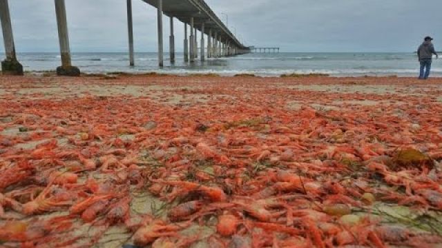 Fukushima Update-Massive Sea Creatures die-off countinues on California Coast