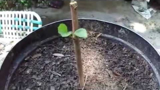 How To Grow Fruit Trees From Cuttings. By: Rick Gunter
