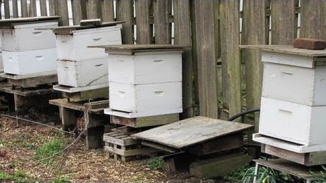 Beekeeping Basics: Equipment For Beginners